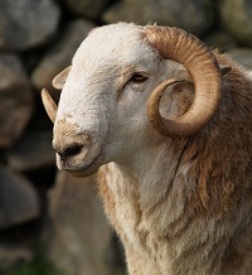 Welsh Mountain sheep