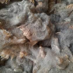 Blue Texel Raw Fleece - 50g