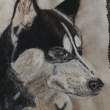 Husky dog by Maxine Feasey