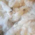 Norfolk Horn Washed Fleece - 50g