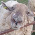 Romney Washed Fleece - 50g