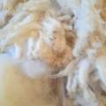 Romney Washed Fleece - 50g